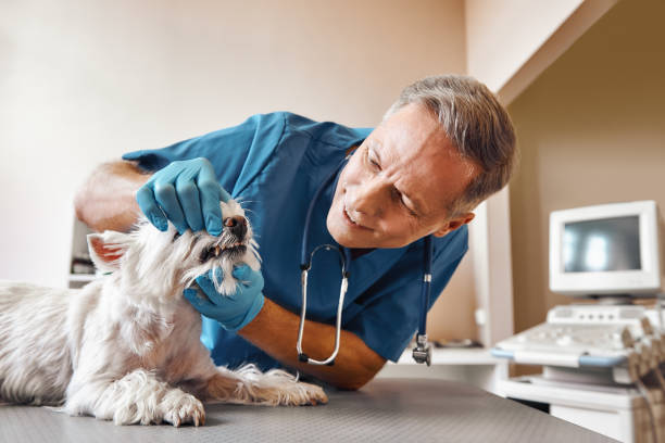 Best Broken or Chipped Tooth Repair in Ellettsville, IN